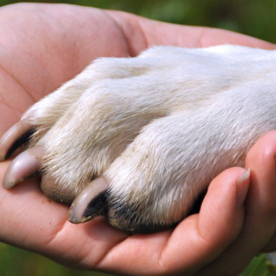 У Туреччині археологи показали, який вигляд мали сліди цуценяти 1500-річної давнини