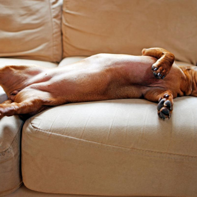 Ледачий пес із Австралії заважає власниці робити прибирання (ВІДЕО)