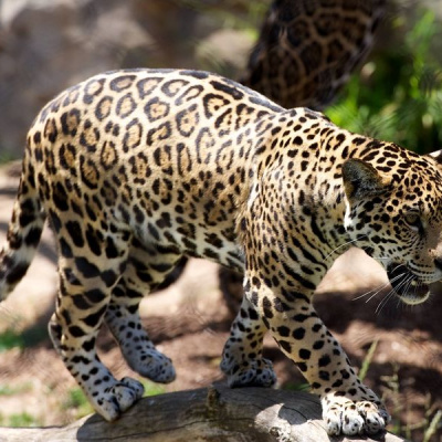 У Південній Африці леопард вкрав у відпочиваючих пляшку вина та келих