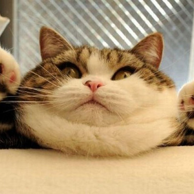 Жирні коти, які ніколи не чули про дієту (ФОТО)