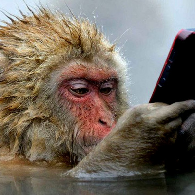 Господар зеленої мавпи показав, як його улюбленець приймає ванну