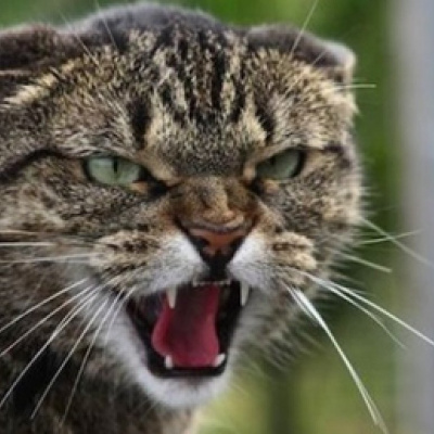 Бродяча кішка залишила перехожого у самій білизні: подробиці інциденту