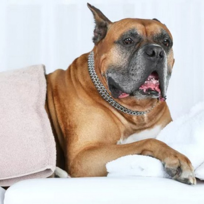 Домашній кіт зробив собаці-приятелеві масаж (ВІДЕО)