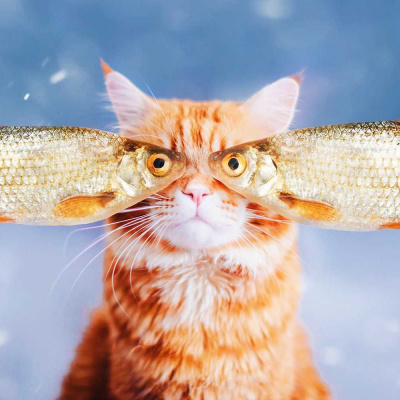 Найдивніші породи котів, про існування яких ви навіть не здогадувались (ФОТО)