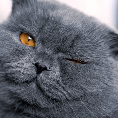 Вчені розповіли як за допомогою підморгування налагодити відносини з норовливими котиками