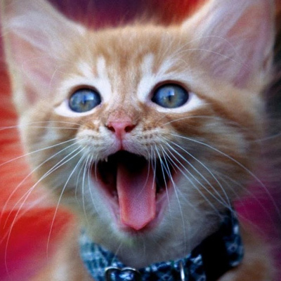 Жартівник записав нявкатіння кота на аудіо, чим звів з розуму колег