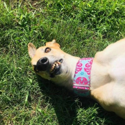 У Фейсбуці розпочався флешмоб на невдалі фото домашніх улюбленців: ТОП-10 фото