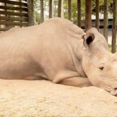 Вчені показали як виглядає північний білий носоріг, що знаходиться на межі зникнення (ФОТО)