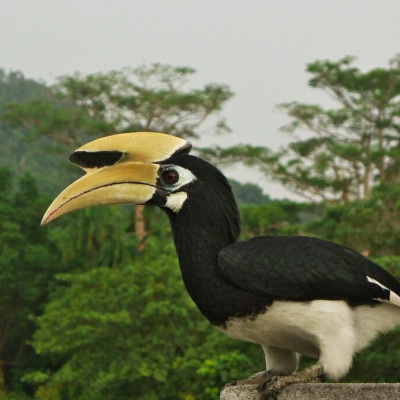 Пернатий злодій поцупив бюстгалтер у розгубленої власниці
