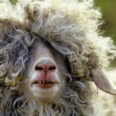  Вулицями Чернівців вже другий день бігає вівця