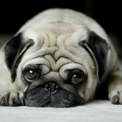 Агент-мопс із фільму "Люди в чорному існує": кмітливий пес підкорив глядачів бездоганним паркуром