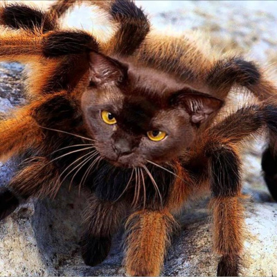 Кішка влаштувала епічний бій з величезним павуком (ВІДЕО)