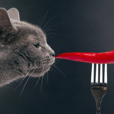 Коли захотілося гострих відчуттів: кіт з'їв жгучий перець, момент попав на відео