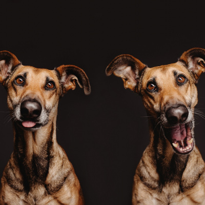 Чотирилапі друзі: фотограф робить чарівні портрети допитливих собак (ФОТО)