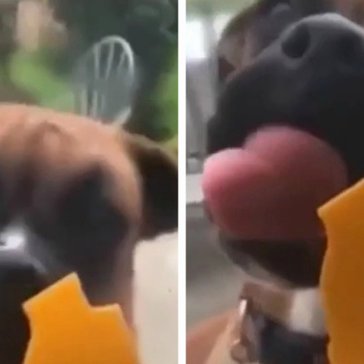 У мережі показали пса, який намагався з'їсти сир через скло (ВІДЕО)