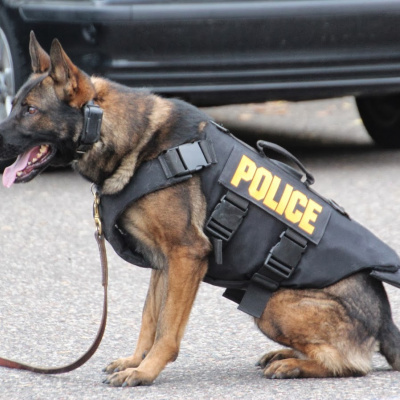 З дворняг у поліцейські: як безпритульний пес став копом