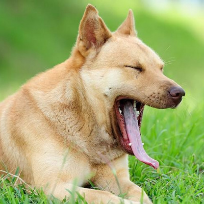 Через траву білий пес перетворився на зеленого монстра (ФОТО)