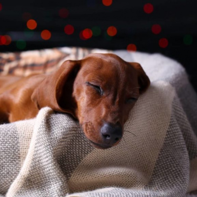 Ніколи не годуйте собак цими продуктами: небезпечний перелік