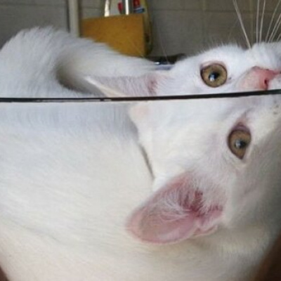 Самий пластичний кіт у світі став зіркою мережі (відео)