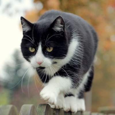 Кіт-листоноша став зіркою мережі (ФОТО)