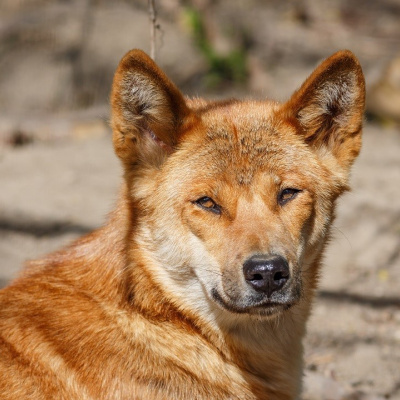 На території Нової Гвінеї знайдені співаючі собаки
