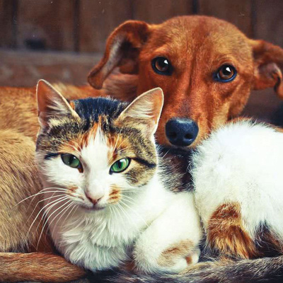 Обери мене: фото песиків, які дуже хочуть знайти собі господарів