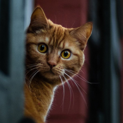 У мережі показали ревнивого кота, який забороняє господарю бавитись із собакою