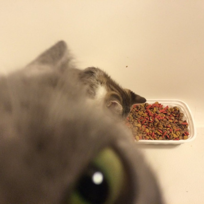 Кицька приревнувала свою власницю до чарівного пухнастика (ВІДЕО)