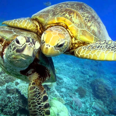 На глубині: вчені представили робота, який стане справжнім проривом у вивченні підводного світу