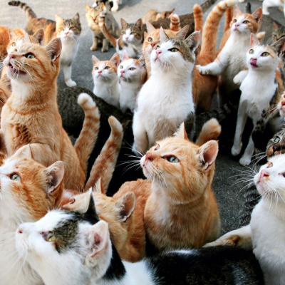 В Іспанії більше 100 надокучливих котиків виселили з квартири