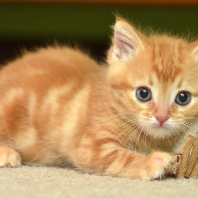 Кошеня, яке має по сім пальців на лапах стало зіркою мережі (ФОТО)