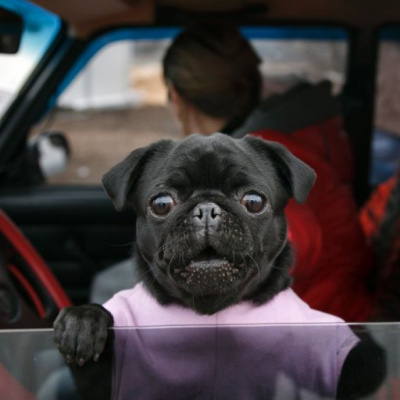 Мопс сів за кермо та поцупив авто з-під носа господаря