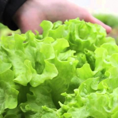 Чернігівські науковці придумали новий салат "Крутянський"