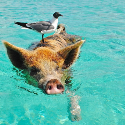 Порося на ім'я Жора влаштував заплив в Азовському морі