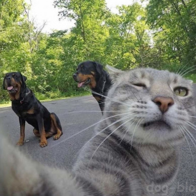 Селфі, що випадково зробив кіт підкорило соцмережі