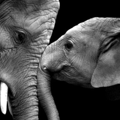 Вухасті слони, які знають, що таке кохання (ФОТО)