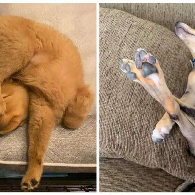 Користувачі соцмережі показали, в яких позах сплять їхні собаки (ФОТО)