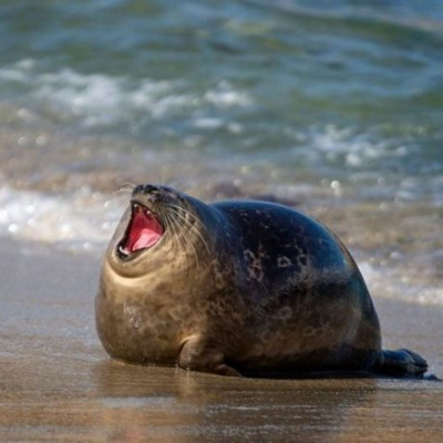 ТОП-10 цікавих фактів про тюленів, які вміють посміхатись