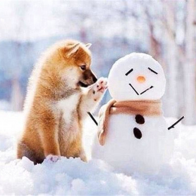 Собака власними лапами зліпила сніговика (ВІДЕО)