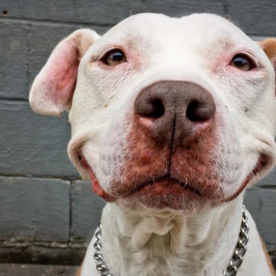 Фото собак, які посміхаються: такими ви їх ще не бачили