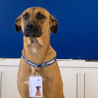 Робота мрії в автосалоні Hyundai дісталася песику, названого на честь популярного кросоверу