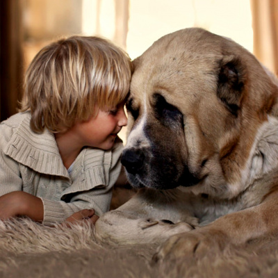 Популярний вислів "Я тебе люблю" прискорює серцебиття у собак на 46 відсотків
