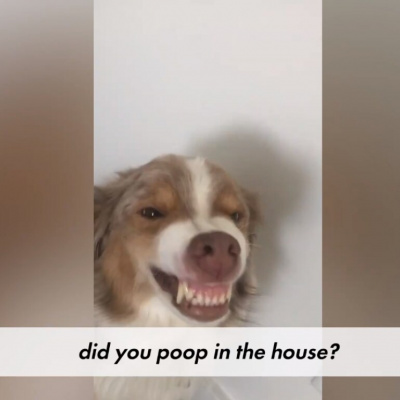 Шкідливий пес реготав після того як напудив на килим