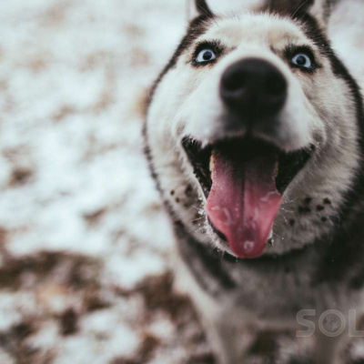 Неслухняна Хіна корчить смішні гримаси та псує фотографії