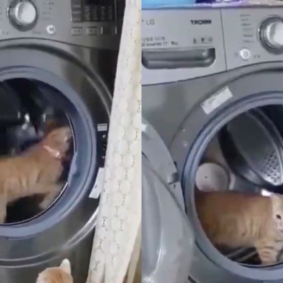 Кіт перетворив пральну машину на веселий атракціон (ВІДЕО)