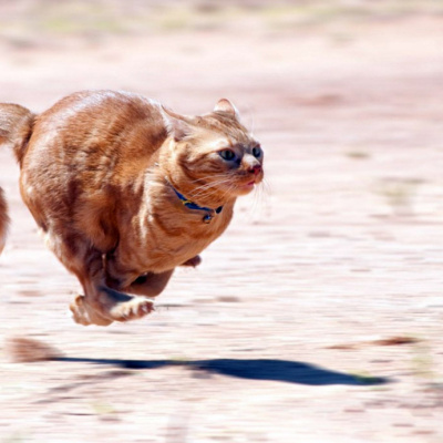 У Стамбулі до забігу на сто метрів долучився бездомний кіт