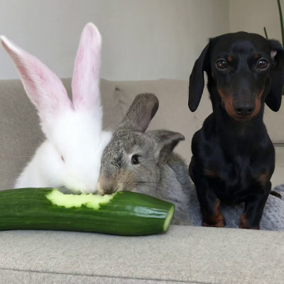 Кролики запросили таксу на обід (ВІДЕО)