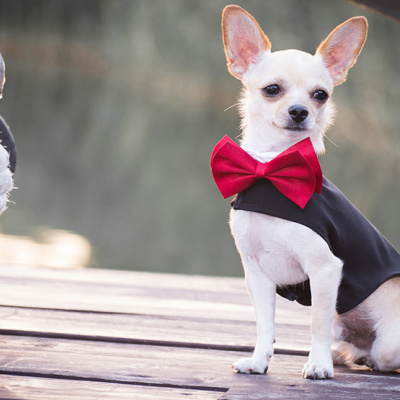 Талановитий пес станцював з нареченою на весіллі і став зіркою мережі (ВІДЕО)