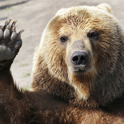 «Конкурс краси» серед пухнастих товстунів: на Алясці обрали найтовстішого ведмедя