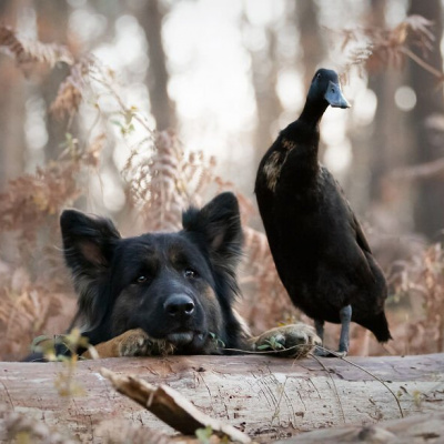 Друзі назавжди: собака і качка стали нерозлучними (ФОТО)